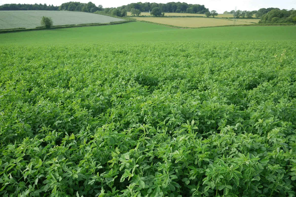 Lucerne: Sowing and management guide