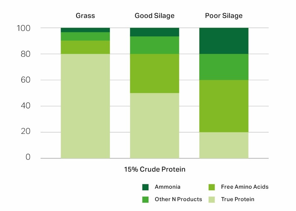 A bar chart showing the proportion of crude protein in grass vs silage.