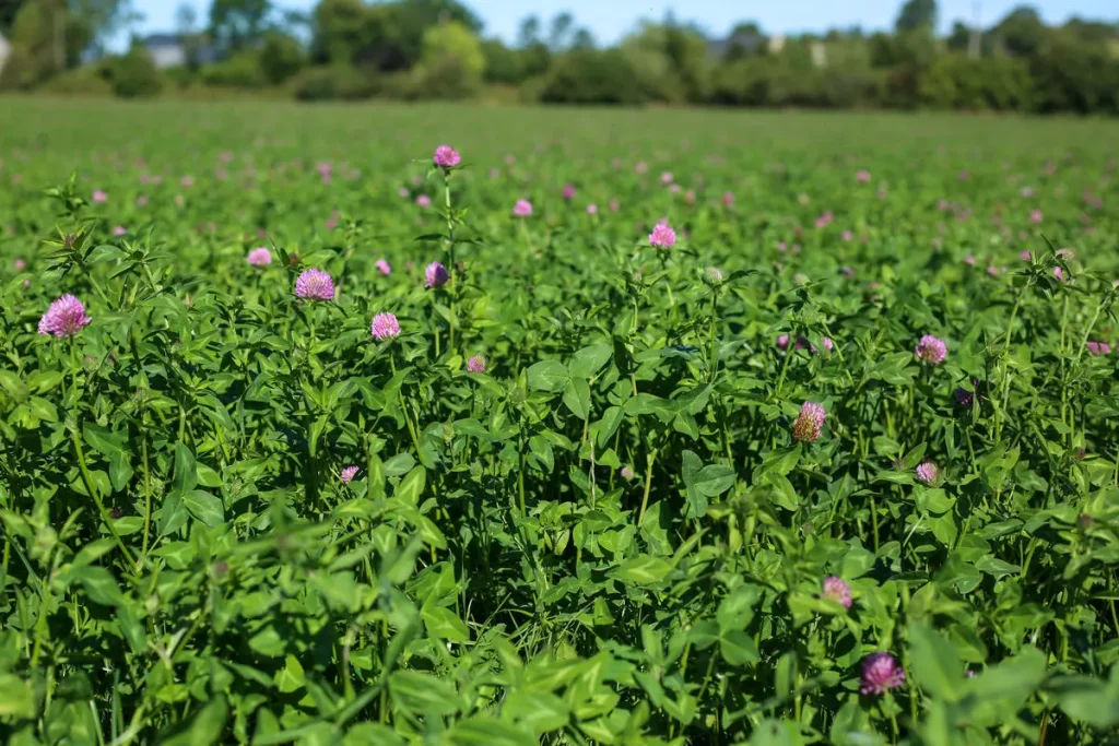 Red clover guide 