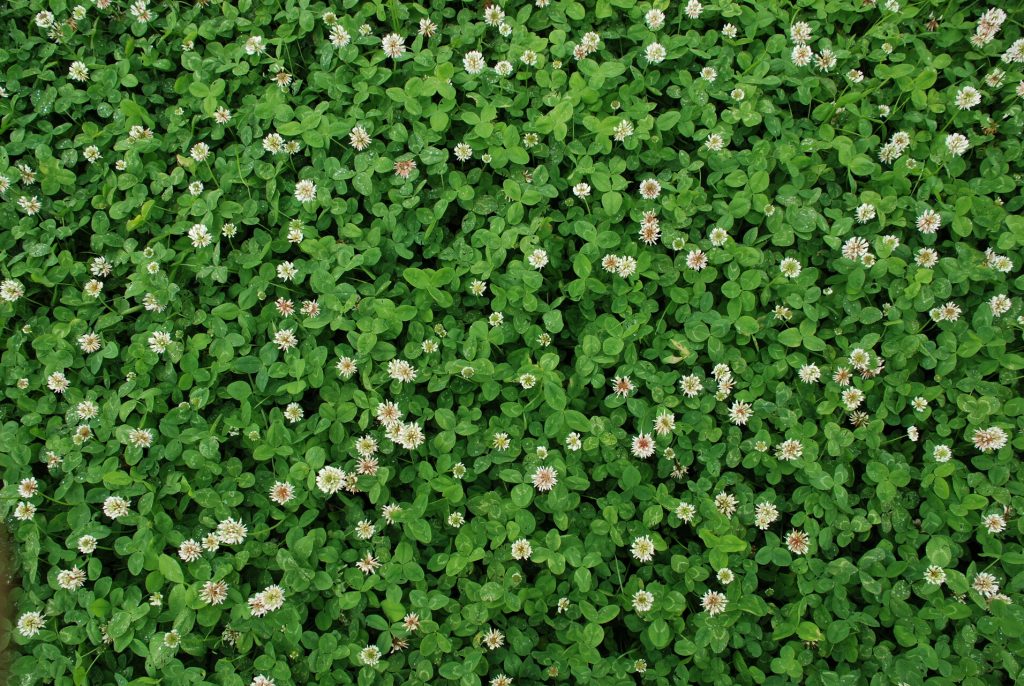 white clover seed
