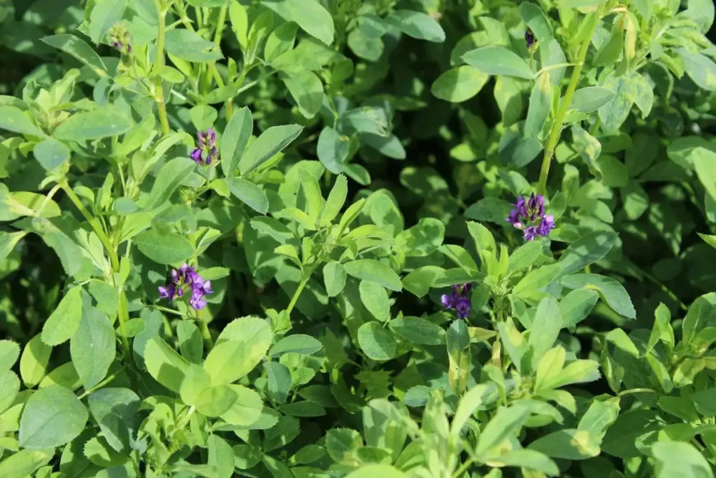 lucerne crops