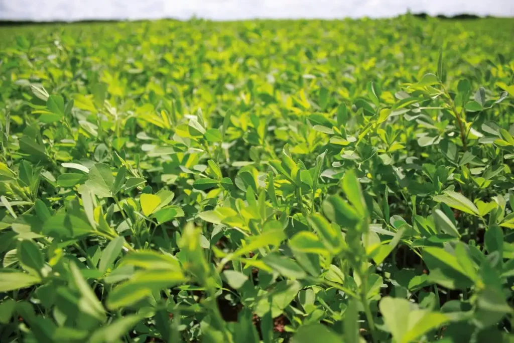 lucerne crops in a field
