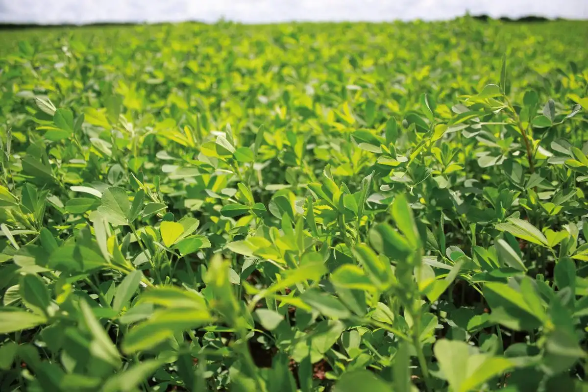 High protein forage crops pack a punch
