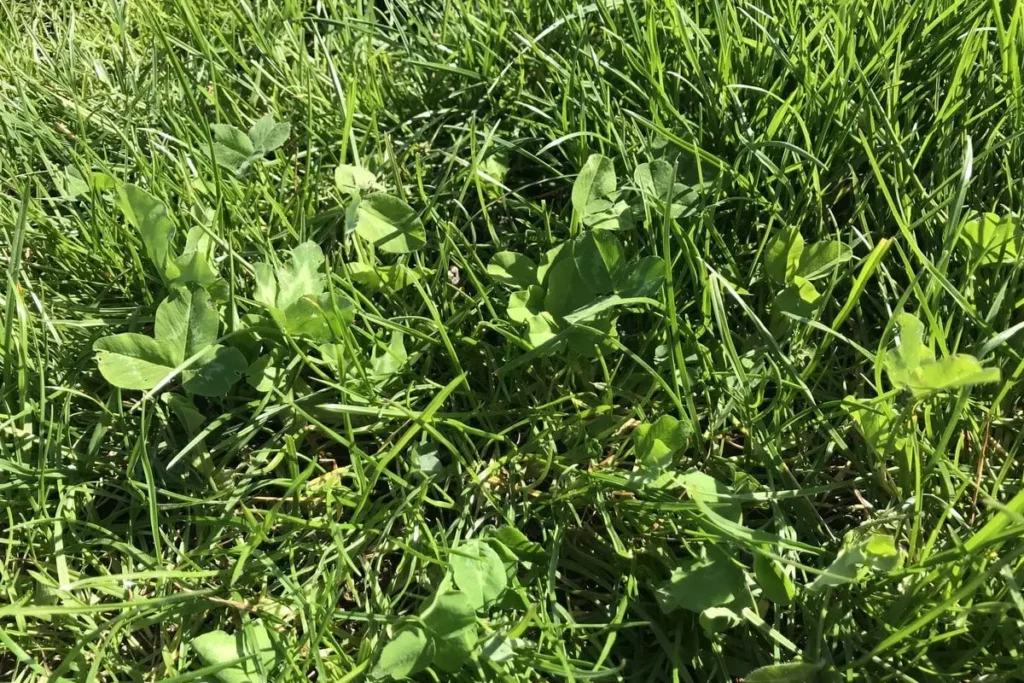 clover leaves in grass