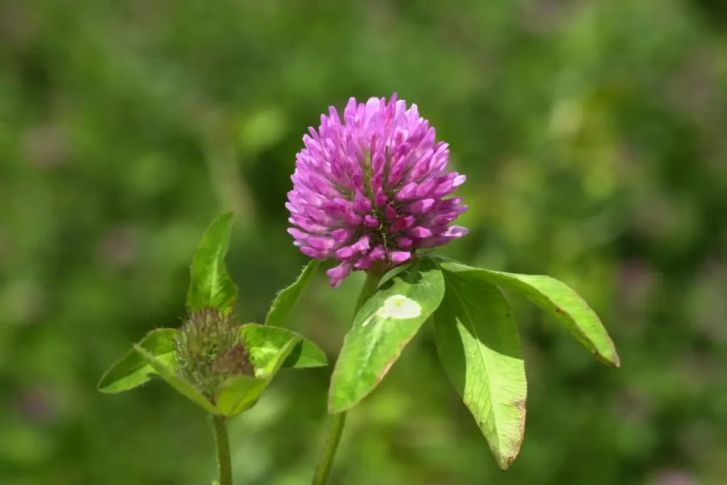 red clover flower