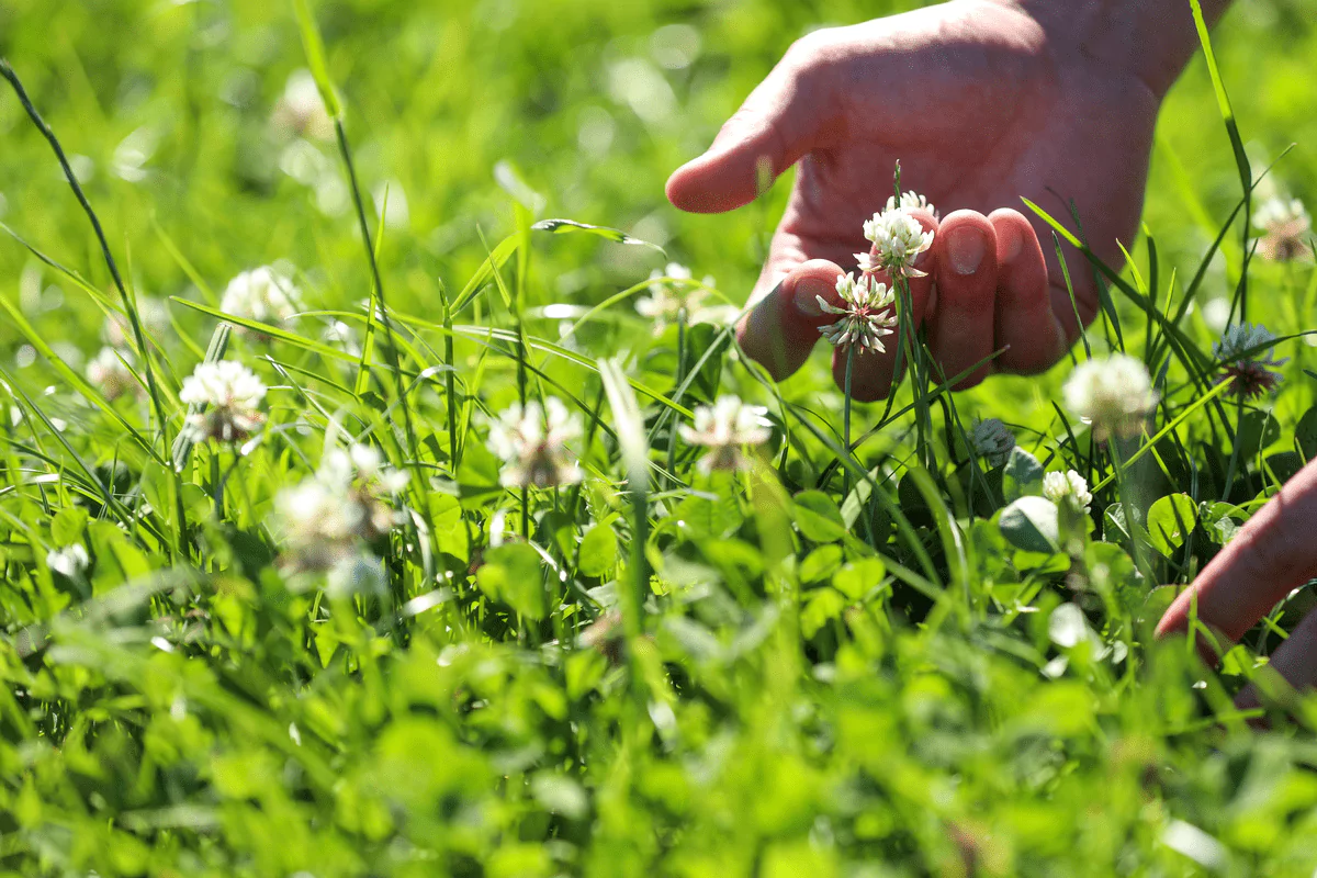 white clover and grass sward