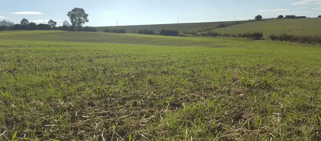 A reseeded field on a sunny day.