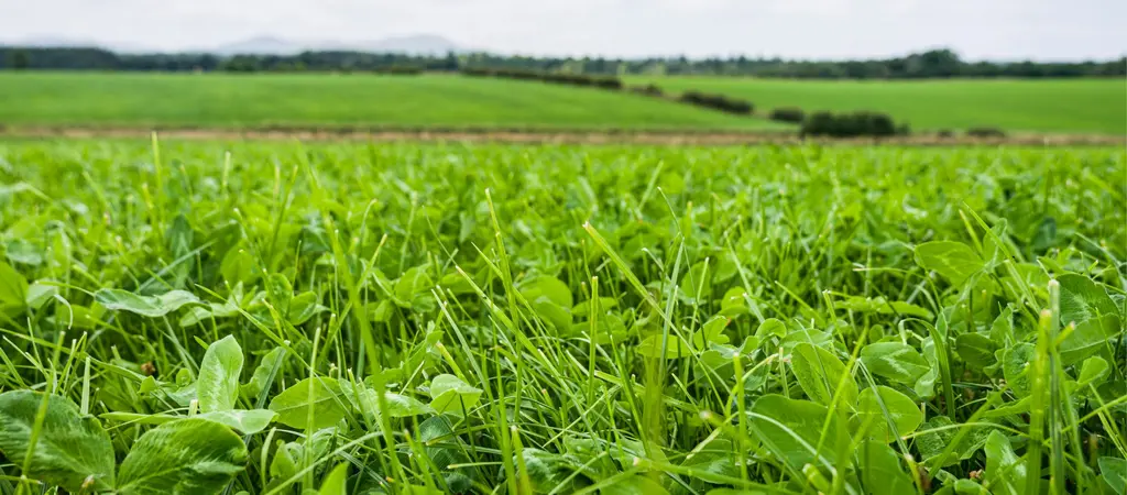 Red clover in a field.