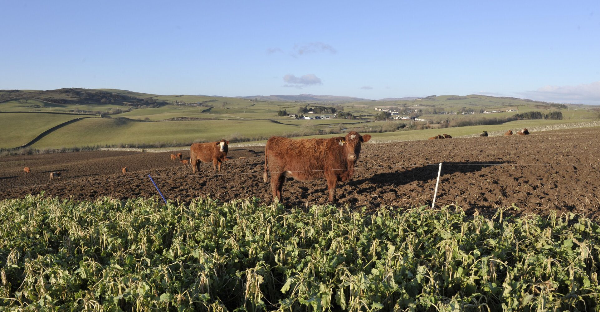 cattle strip grazing brassica crops