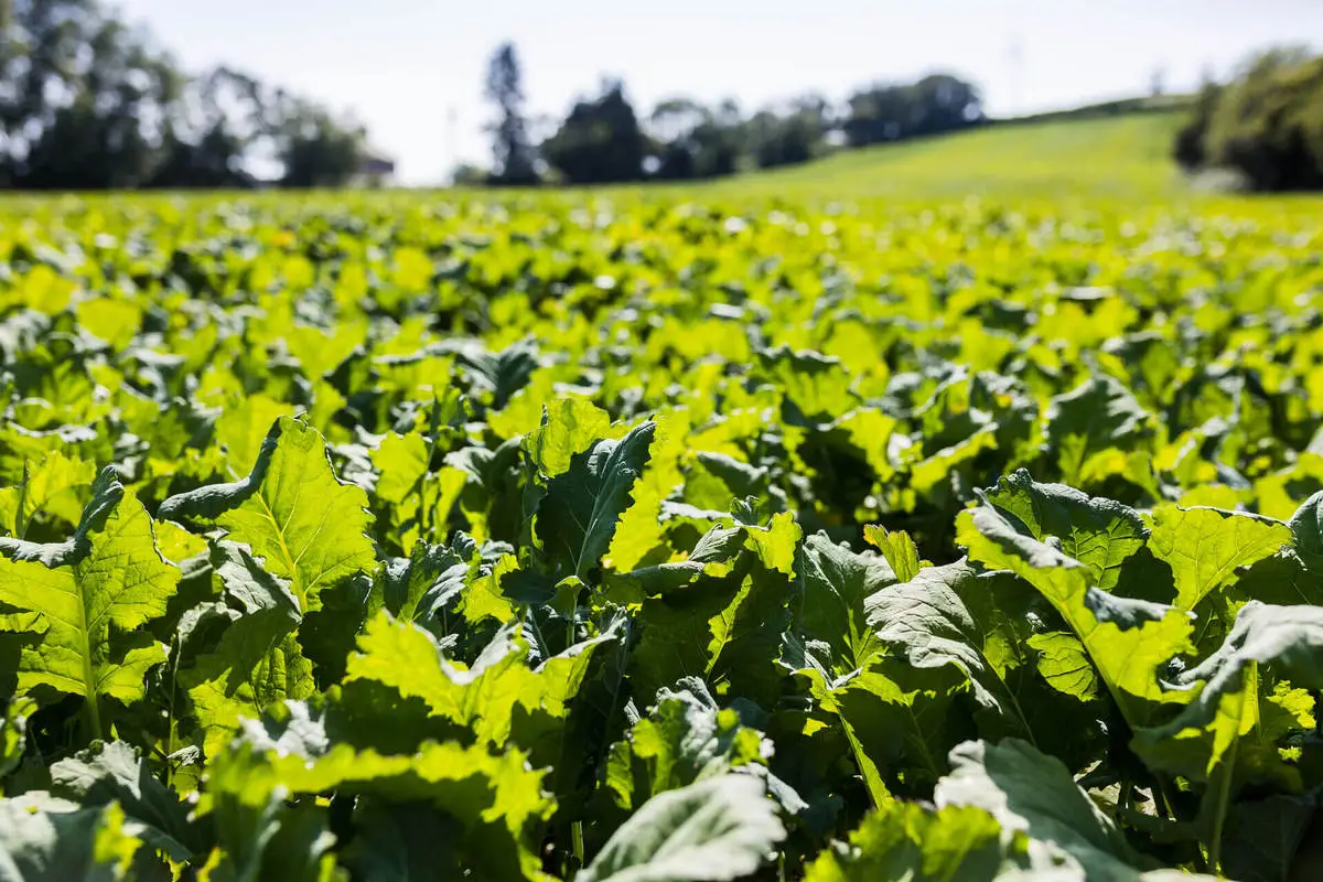  Mitigate dry conditions with drought tolerant forage crops
