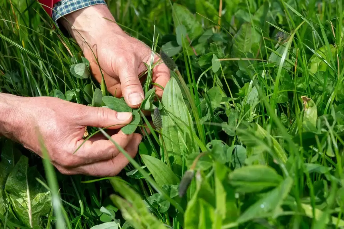  Mitigate dry conditions with drought tolerant forage crops