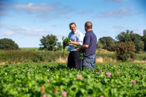 The benefits of sowing red clover in your 2023 reseed