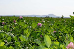 The benefits of sowing red clover in your 2023 reseed