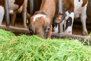 Quality forage drives dairy profits and sustainability 