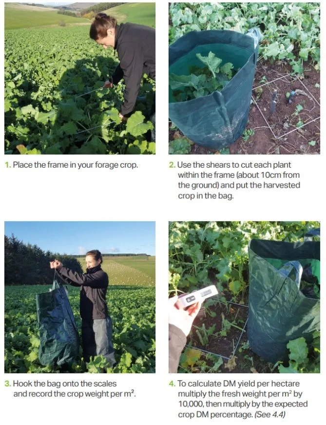 Brassica seed: Forage crops guide