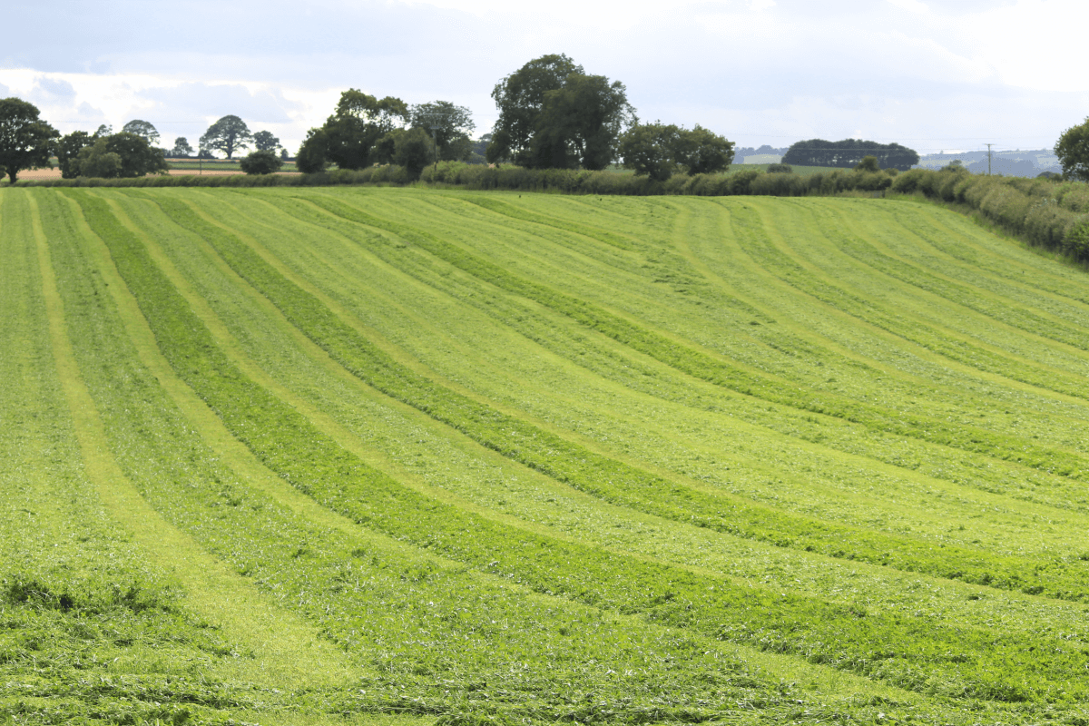 Finding the best agricultural grass seed mixture 