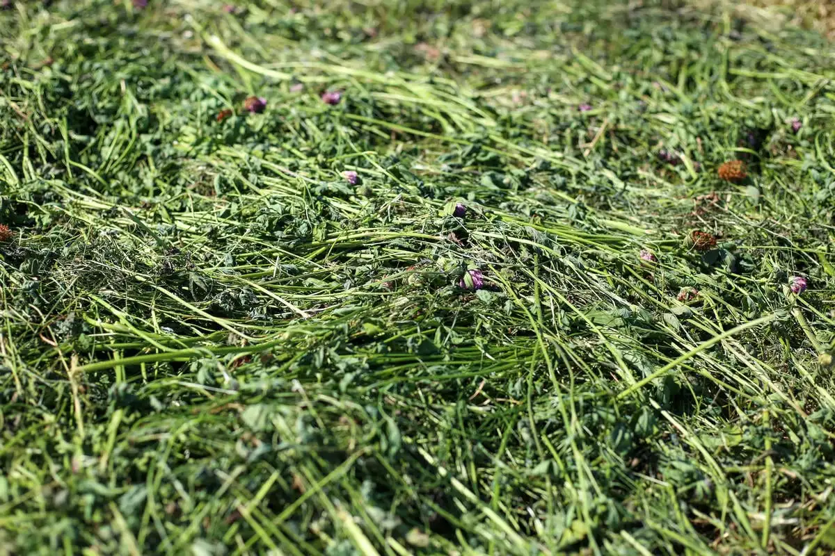 Realise the full potential of red clover silage
