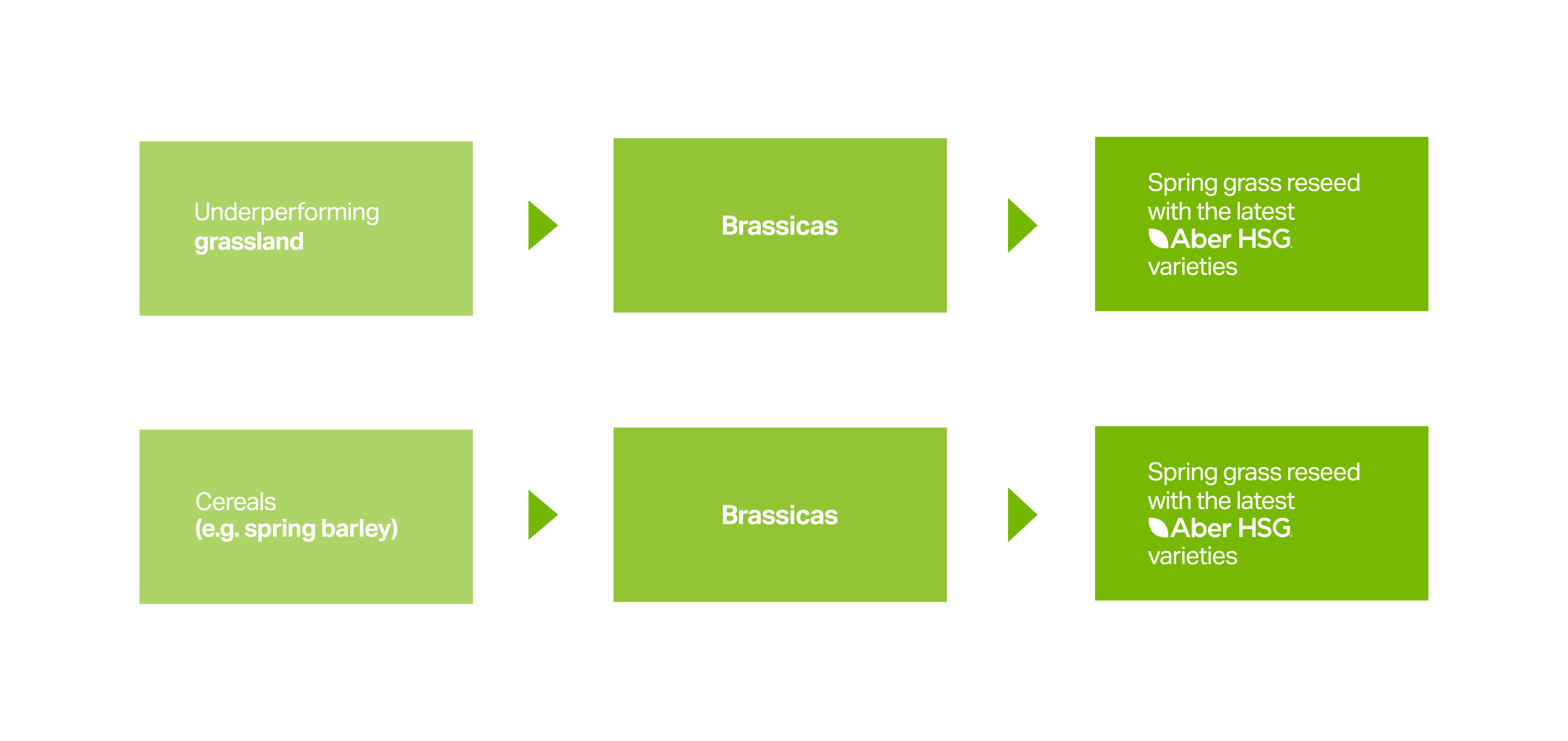 Brassica Diagram