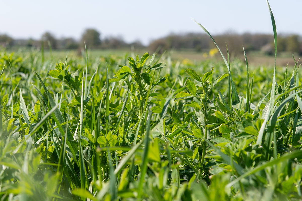 Managing lucerne in extremely dry weather