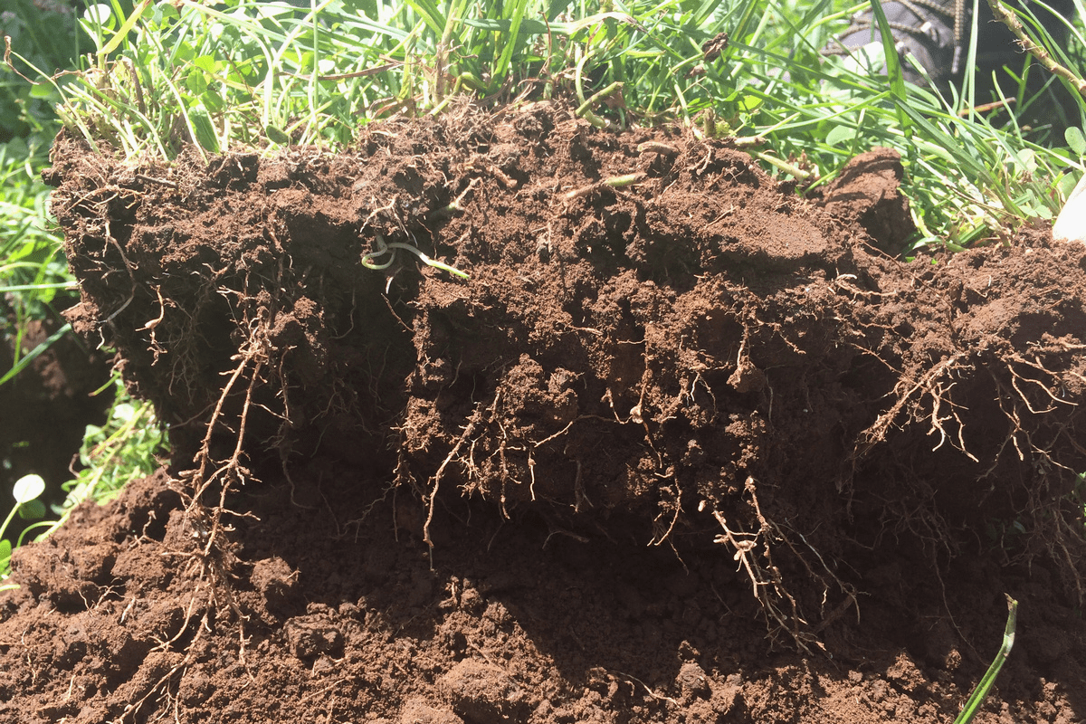 AberLasting clover roots fixing nitrogen in soil