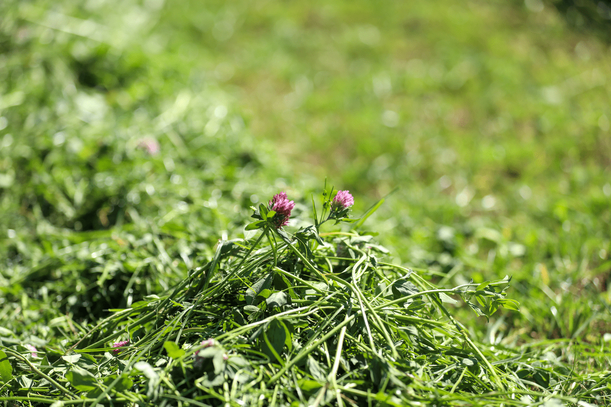 red clover silage production