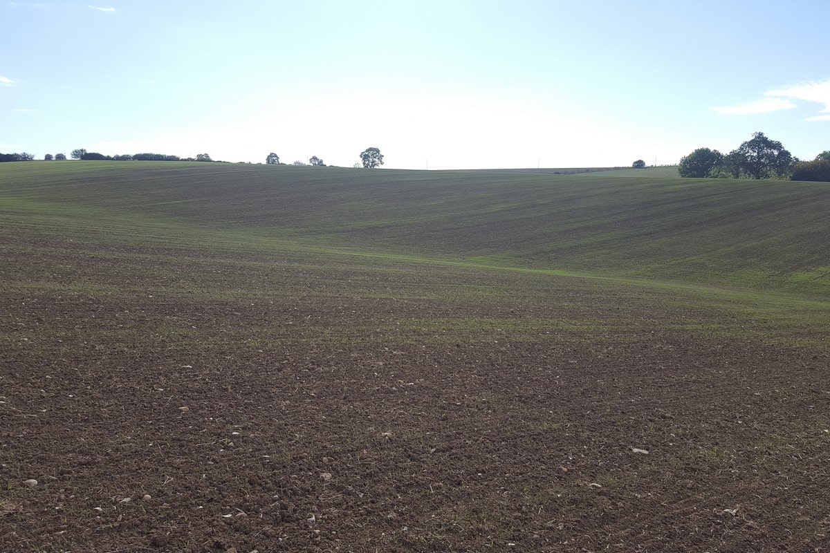 Early thinking on reseeding grassland this autumn 