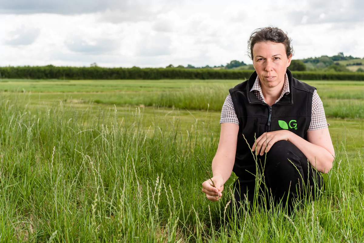 Germinal GS4 leads the way for liveweight gain in AHDB trial 
