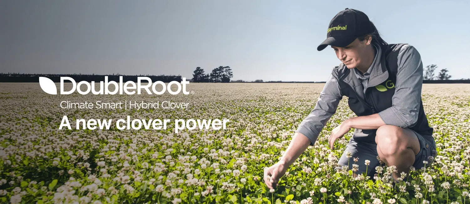 doubleroot hybrid clover from germinal