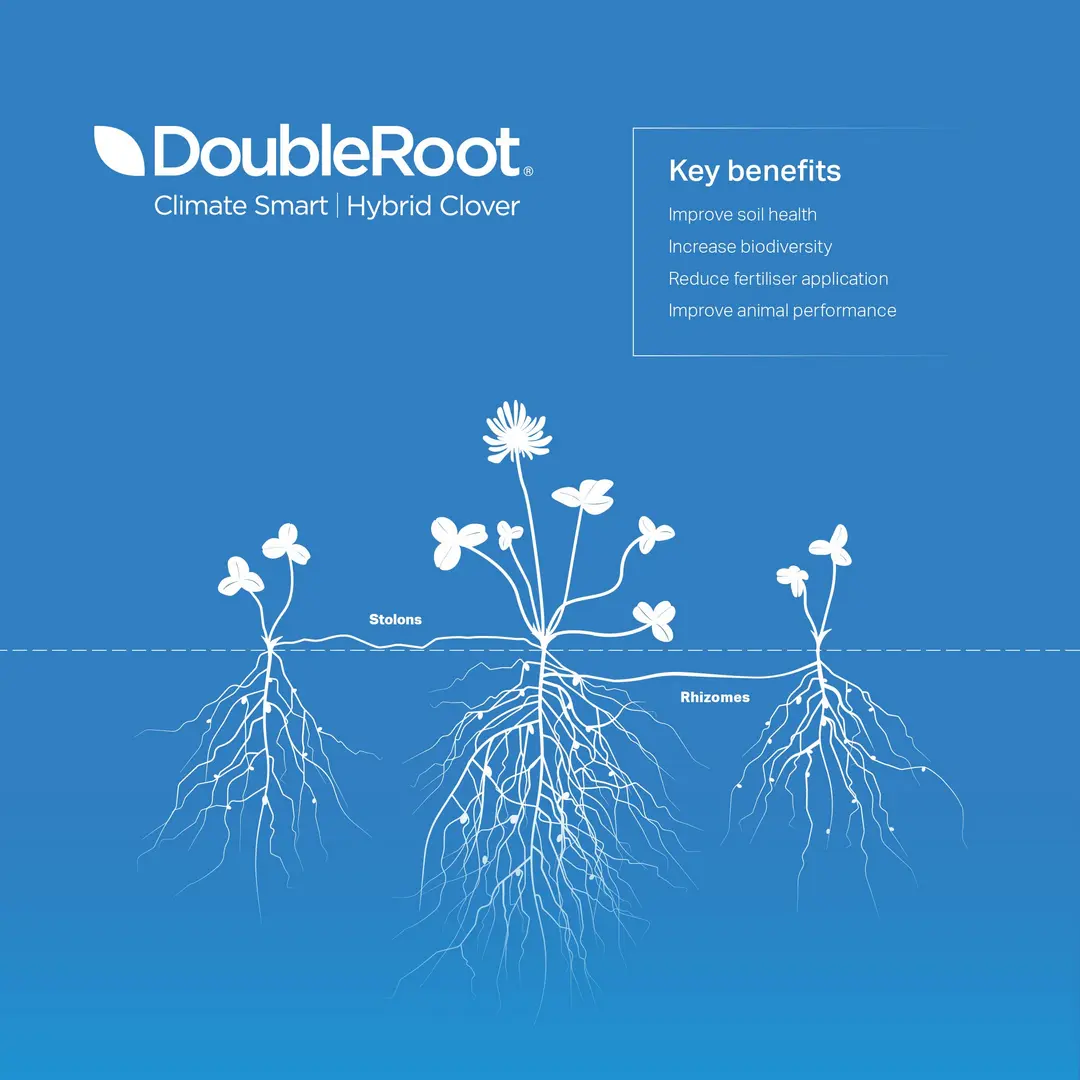 DoubleRoot hybrid clover diagram - how it works