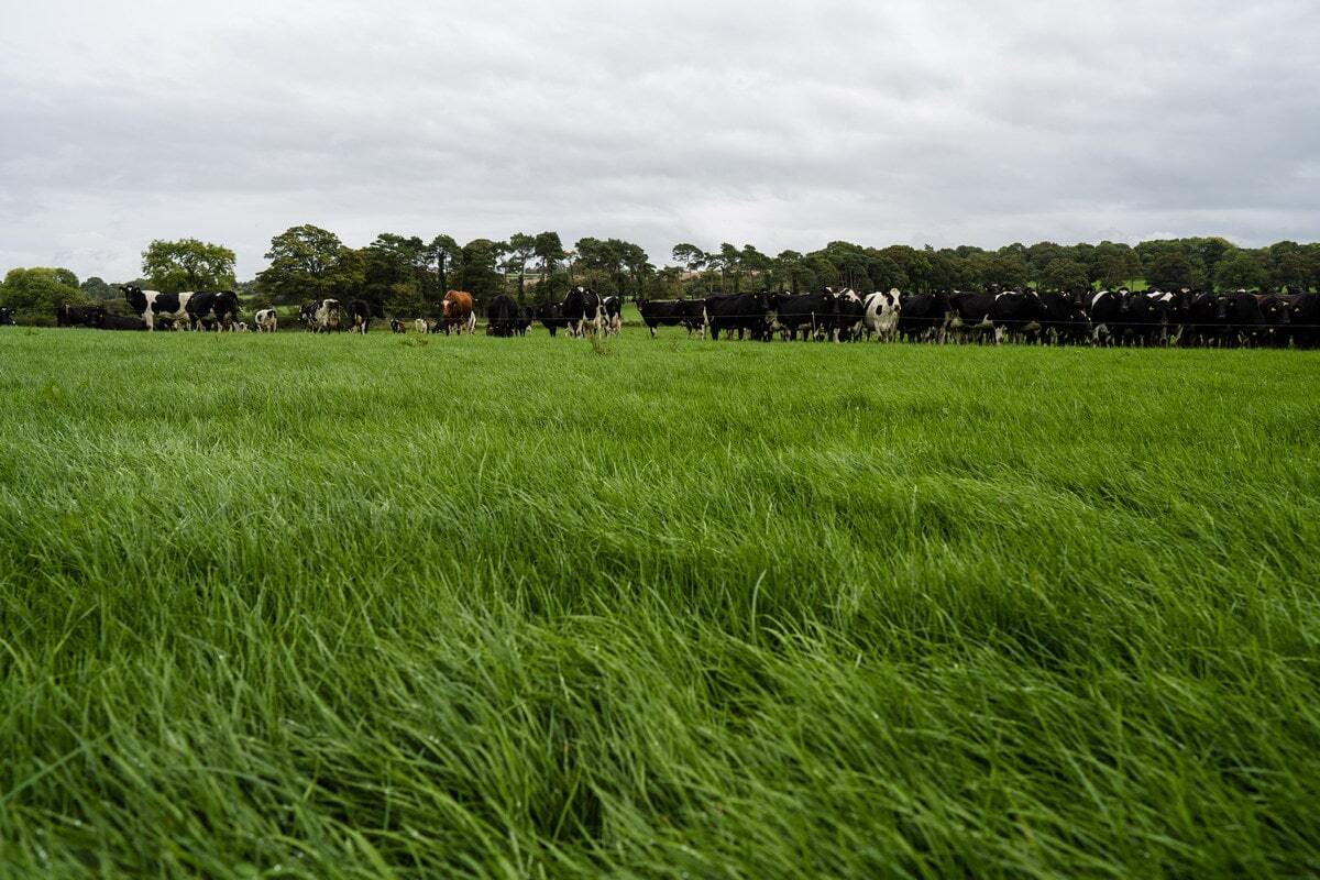Diploid vs tetraploid ryegrass: What’s the difference on-farm?