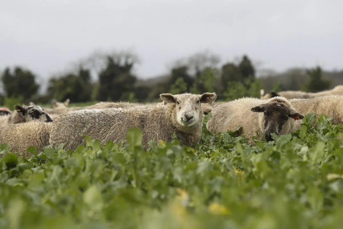 Scottish farmer saves £16k from winter grazing sheep on Redstart