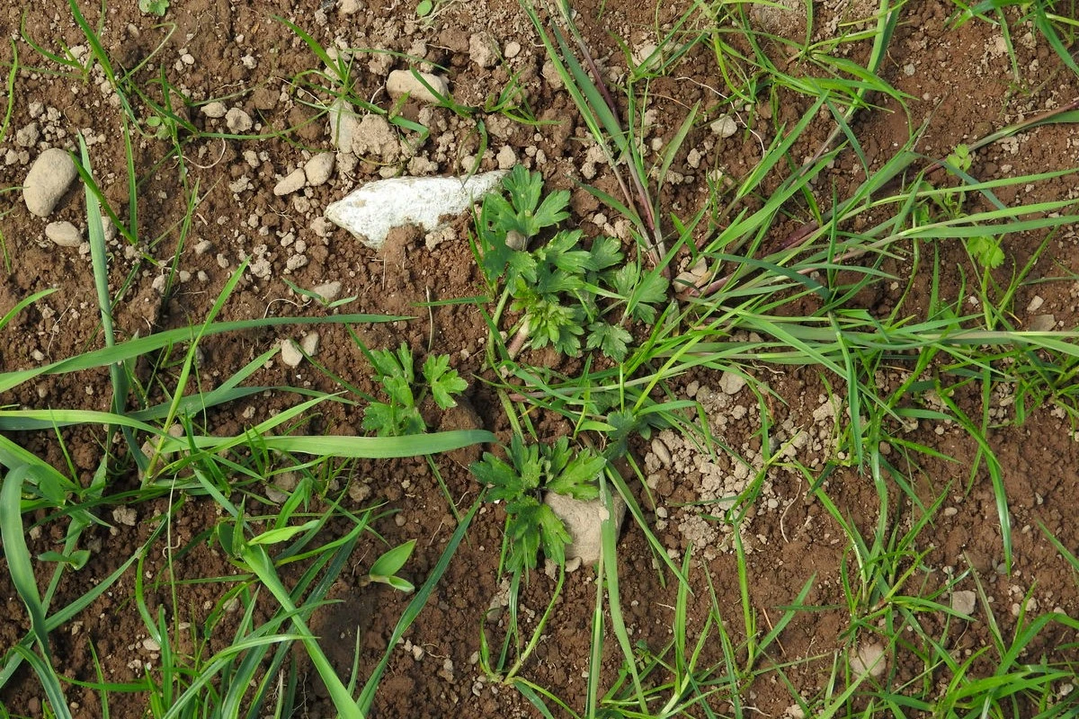 Weed control guide image 1