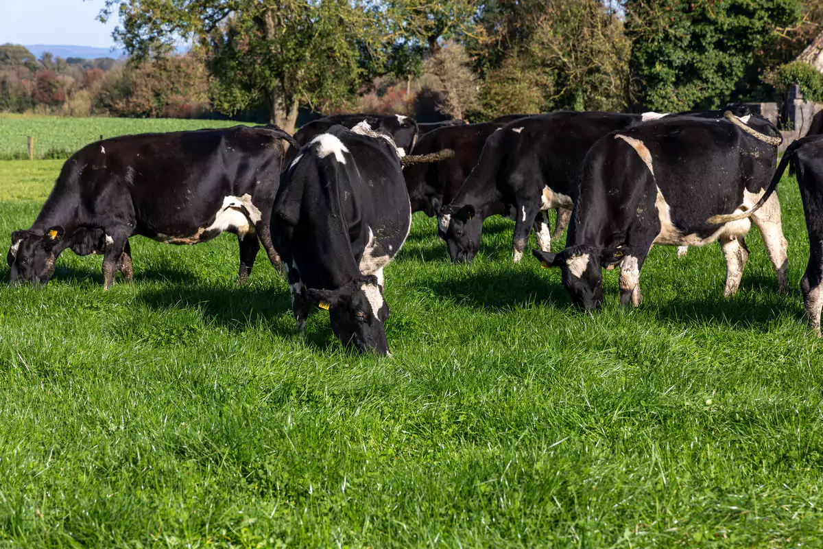 Cows grazing grass and white clover