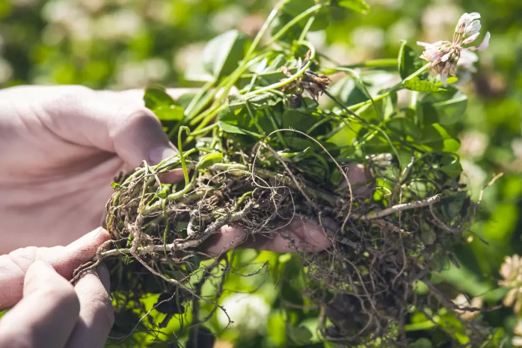 DoubleRoot hybrid clover roots.