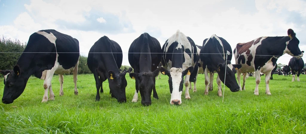 Examining 10 grazing systems used by grassland farmers