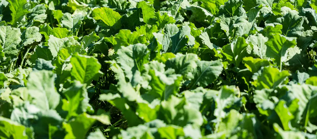 Flexibility makes brassicas ideal in a crop rotation