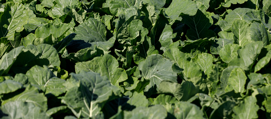 Webinar: How to fill the forage gap amid price rises