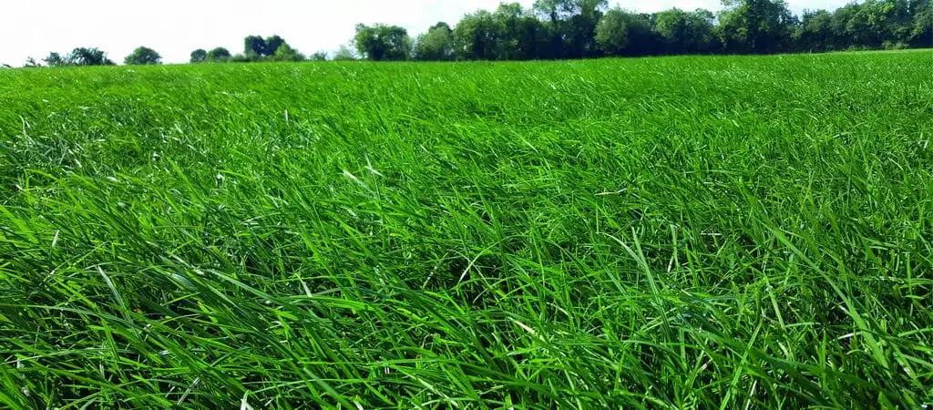 Grassland reseeding guide