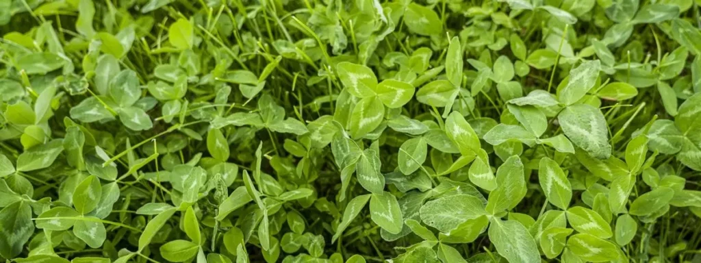 High protein forage crops pack a punch