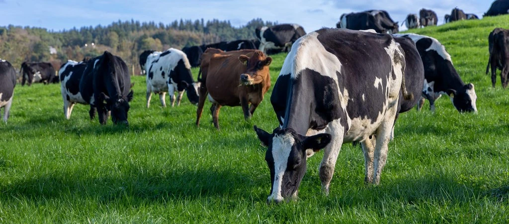Homegrown forage can fuel organic livestock farming article banner