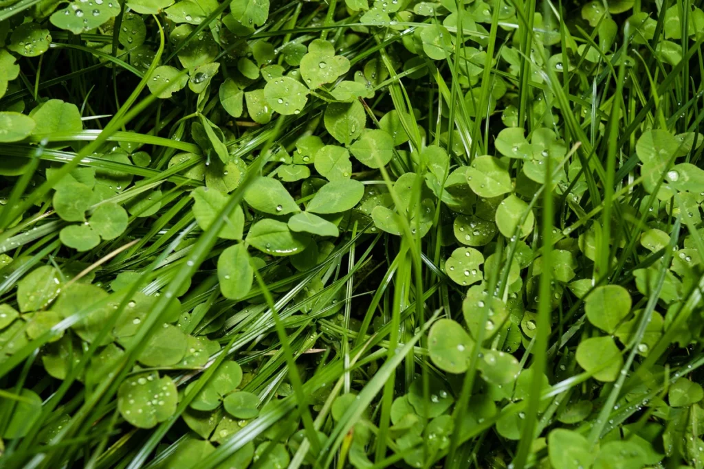 Webinar: How clover can power sustainable livestock production