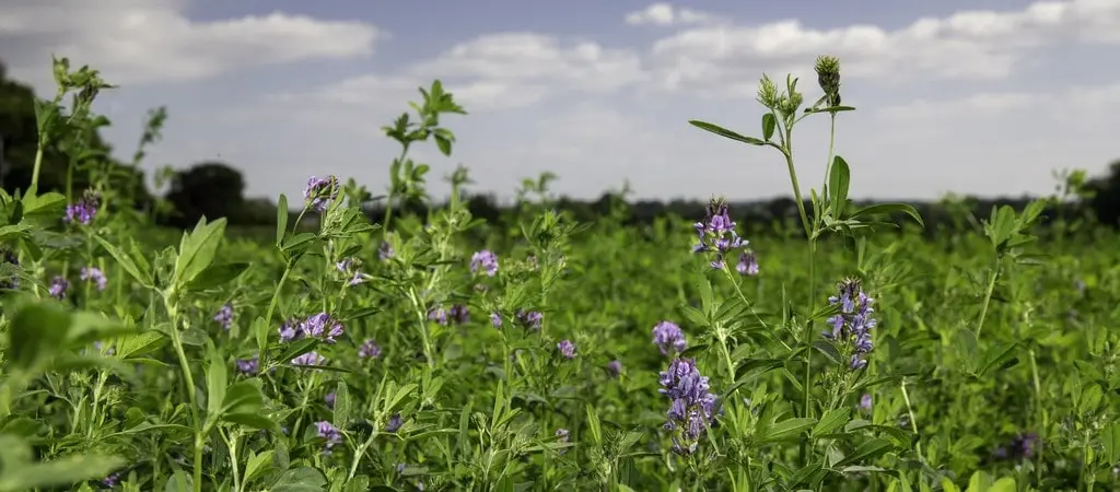 Lucerne seed growers guide
