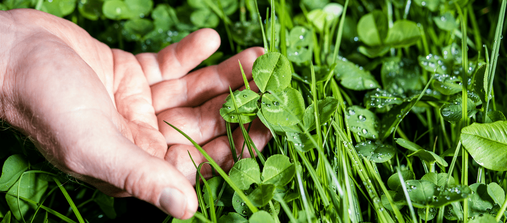 Why nitrogen fixing clovers are vital for climate smart farming