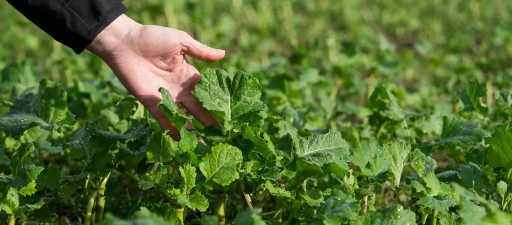 Scottish farmer saves £16k from winter grazing
