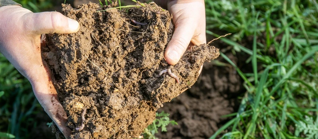 Webinar – Get more from forage: Start with soil