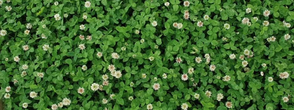 Sowing white clover seed