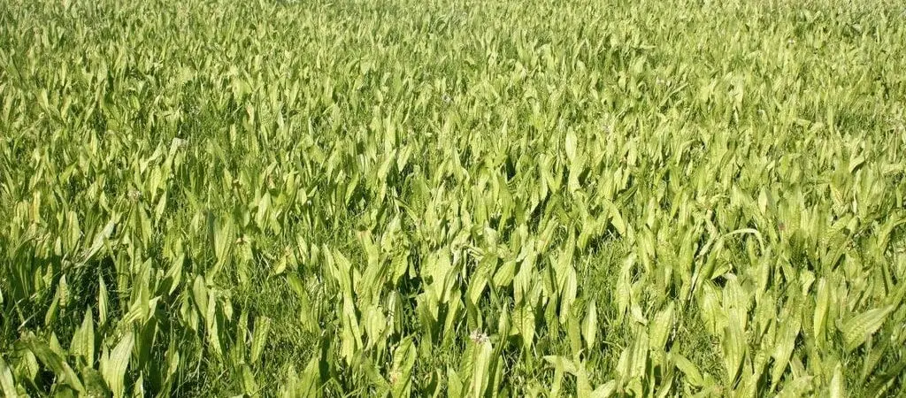 Tonic plantain seed: Growers’ guide