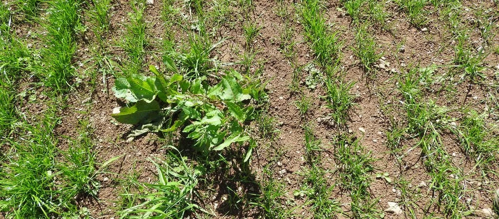 Grassland weed control