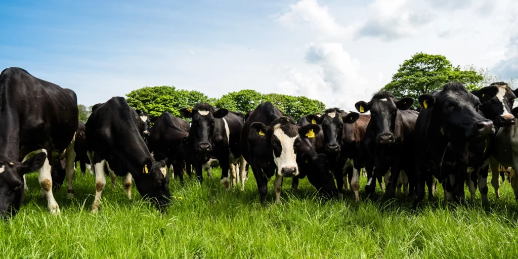 Cows in a field of Aber High Sugar Grass
