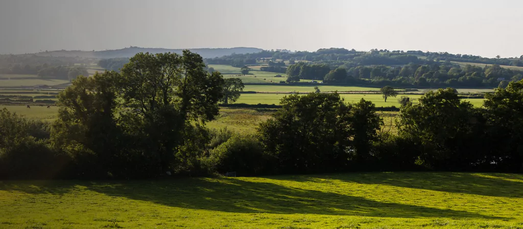 A bright grass field with trees in the distance.